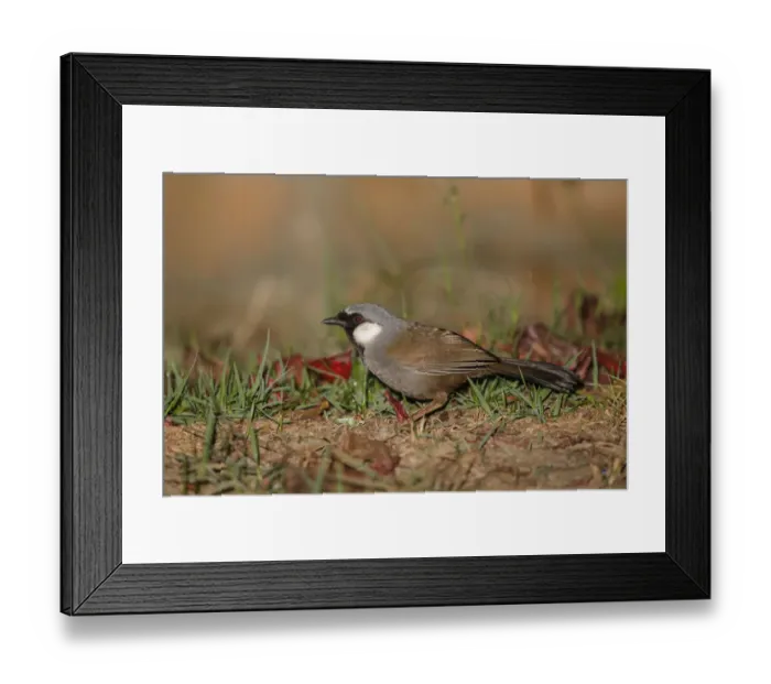 Framed Print : Black-throated Laughingthrush (Garrulax chinensis), Khao Yai National Park, Thailand Framed Print : Black-throated Laughingthrush (Garrulax chinensis), Khao Yai National Park, Thailand