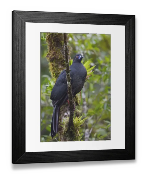 Framed Print : Black Guan (Chamaepetes unicolor), Costa Rica Framed Print : Black Guan (Chamaepetes unicolor), Costa Rica