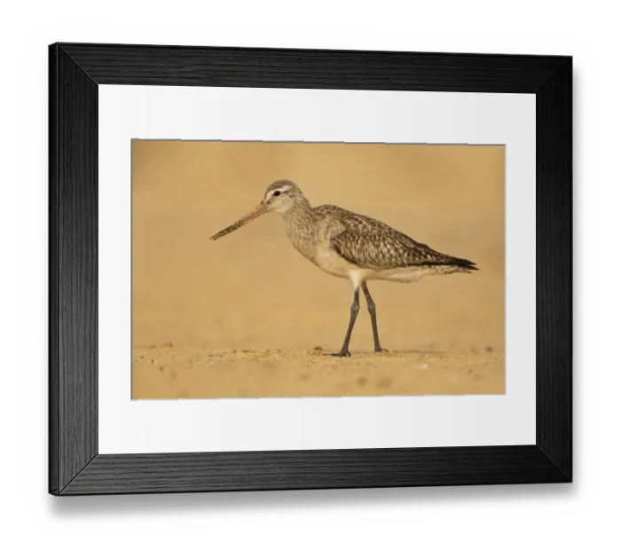 Framed Print : Bar-tailed Godwit (Limosa lapponica), New South Wales, Australia Framed Print : Bar-tailed Godwit (Limosa lapponica), New South Wales, Australia