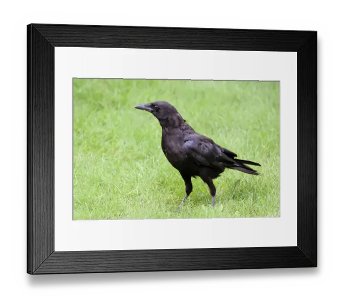 Framed Print : American Crow (Corvus brachyrhynchos), Saskatchewan, Canada Framed Print : American Crow (Corvus brachyrhynchos), Saskatchewan, Canada