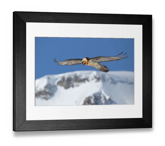 Framed Print : Bearded Vulture (Gypaetus barbatus) flying, Valais, Switzerland Framed Print : Bearded Vulture (Gypaetus barbatus) flying, Valais, Switzerland