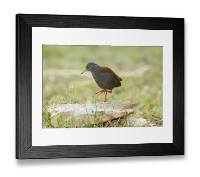 Framed Print : Black-tailed Crake (Porzana bicolor), Doi Inthanon, Thailand Framed Print : Black-tailed Crake (Porzana bicolor), Doi Inthanon, Thailand