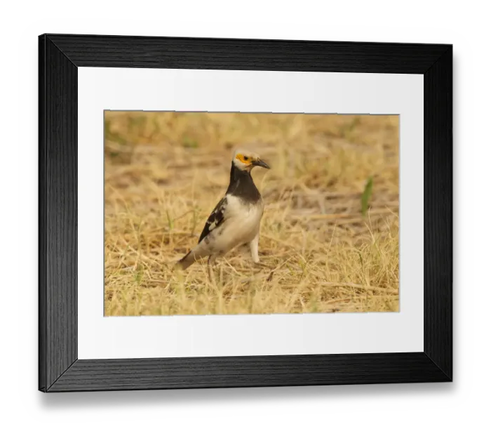 Framed Print : Black-collared Starling (Gracupica nigricollis), Doi Lang, Thailand Framed Print : Black-collared Starling (Gracupica nigricollis), Doi Lang, Thailand