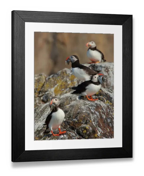 Framed Print : Atlantic Puffin (Fratercula arctica), Scotland, United Kingdom Framed Print : Atlantic Puffin (Fratercula arctica), Scotland, United Kingdom