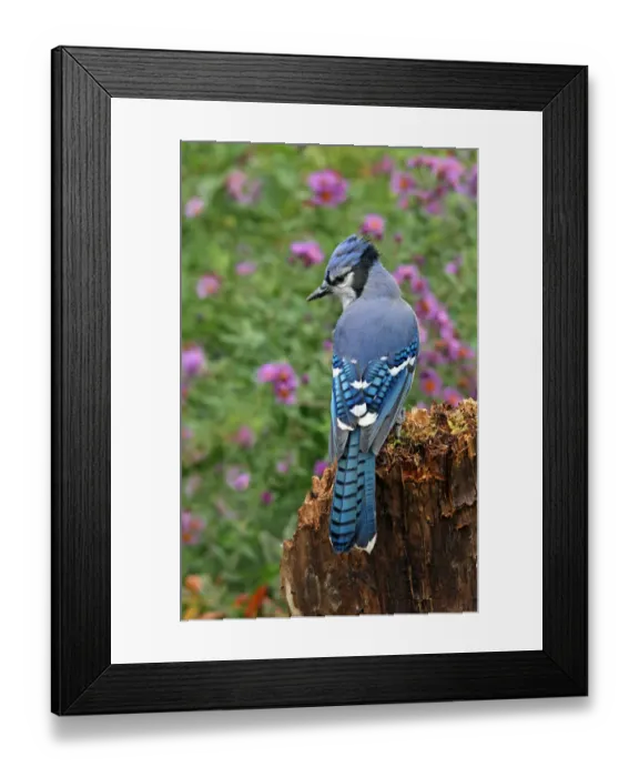 Framed Print : Blue Jay (Cyanocitta cristata), Saskatchewan, Canada Framed Print : Blue Jay (Cyanocitta cristata), Saskatchewan, Canada