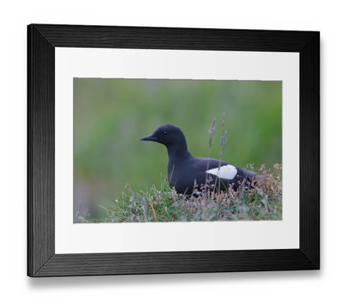 Framed Print : Black Guillemot (Cepphus grylle), Iceland Framed Print : Black Guillemot (Cepphus grylle), Iceland