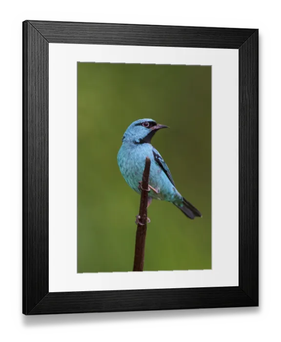 Framed Print : Blue Dacnis (Dacnis cayana) male, Atlantic rainforest, Brazil Framed Print : Blue Dacnis (Dacnis cayana) male, Atlantic rainforest, Brazil