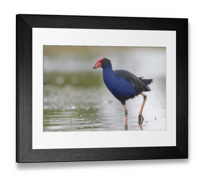 Framed Print : Australasian Swamphen (Porphyrio melanotus melanotus), Victoria, Australia Framed Print : Australasian Swamphen (Porphyrio melanotus melanotus), Victoria, Australia