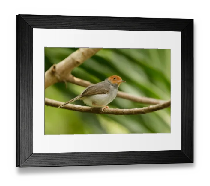 Framed Print : Ashy Tailorbird (Orthotomus ruficeps), Singapore Framed Print : Ashy Tailorbird (Orthotomus ruficeps), Singapore