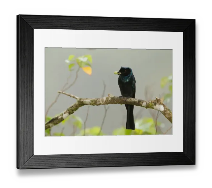 Framed Print : Bronzed Drongo (Dicrurus aeneus), Frasers Hill, Malaysia Framed Print : Bronzed Drongo (Dicrurus aeneus), Frasers Hill, Malaysia