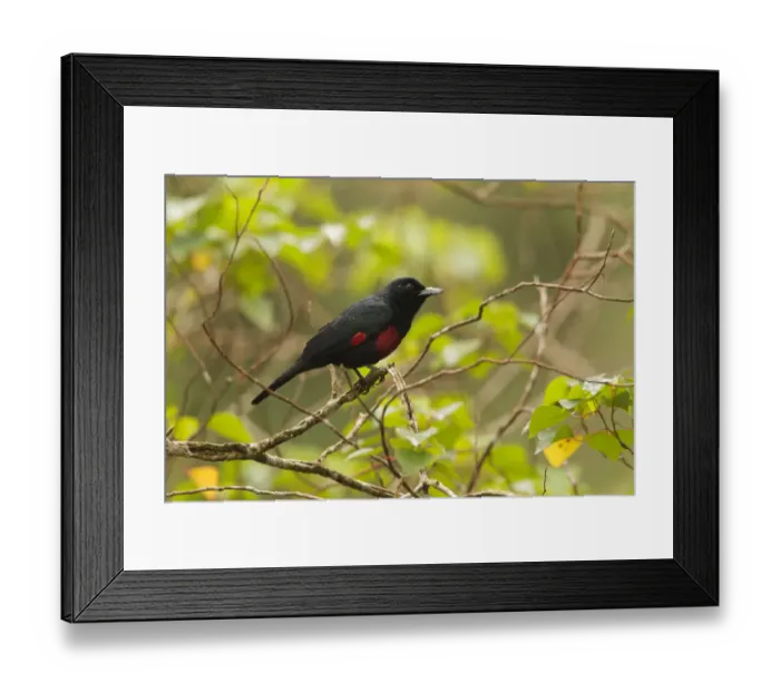 Framed Print : Black-and-crimson Oriole (Oriolus cruentus) male, Frasers Hill, Malaysia Framed Print : Black-and-crimson Oriole (Oriolus cruentus) male, Frasers Hill, Malaysia