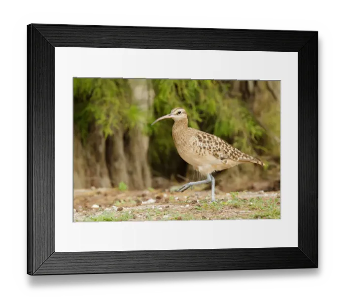 Framed Print : Bristle-thighed Curlew (Numenius tahitiensis), Hawaii, USA Framed Print : Bristle-thighed Curlew (Numenius tahitiensis), Hawaii, USA