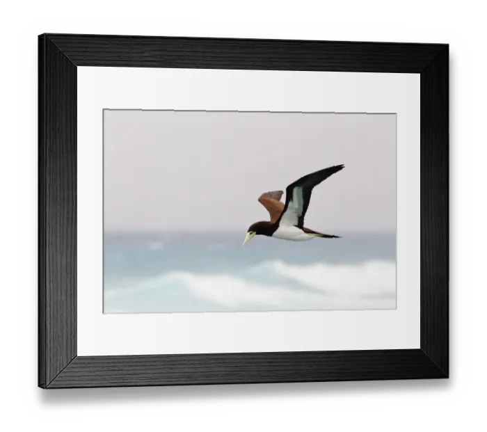 Framed Print : Brown Booby (Sula leucogaster) flying, Hawaii, USA Framed Print : Brown Booby (Sula leucogaster) flying, Hawaii, USA