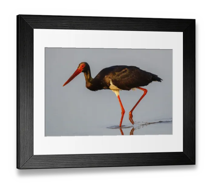 Framed Print : Black Stork (Ciconia nigra) foraging, Lesvos, Greece Framed Print : Black Stork (Ciconia nigra) foraging, Lesvos, Greece