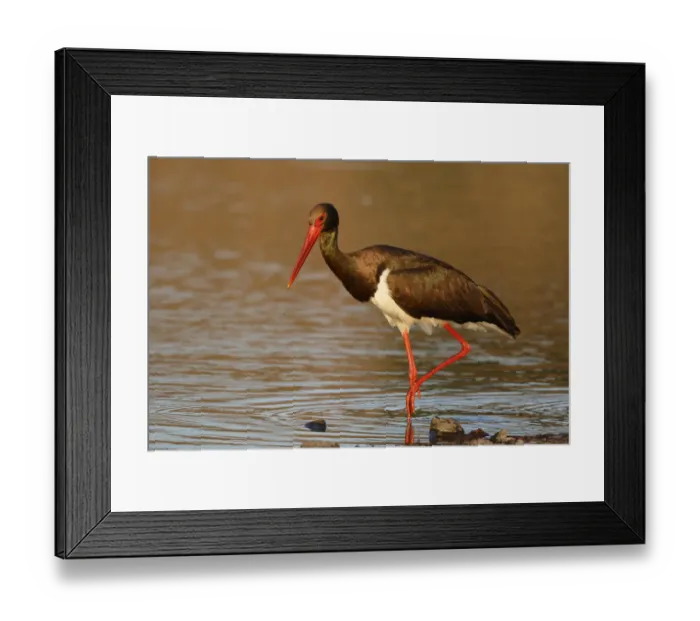Framed Print : Black Stork (Ciconia nigra) foraging, Lesvos, Greece Framed Print : Black Stork (Ciconia nigra) foraging, Lesvos, Greece