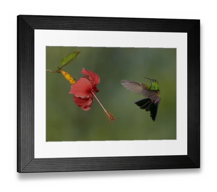 Framed Print : Bronze-tailed Plumeleteer (Chalybura urochrysia) male flying and feeding on flower nectar Framed Print : Bronze-tailed Plumeleteer (Chalybura urochrysia) male flying and feeding on flower nectar