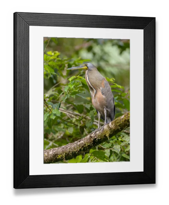 Framed Print : Bare-throated Tiger Heron (Tigrisoma mexicanum) perched on a branch, Alajuela, Costa Rica Framed Print : Bare-throated Tiger Heron (Tigrisoma mexicanum) perched on a branch, Alajuela, Costa Rica