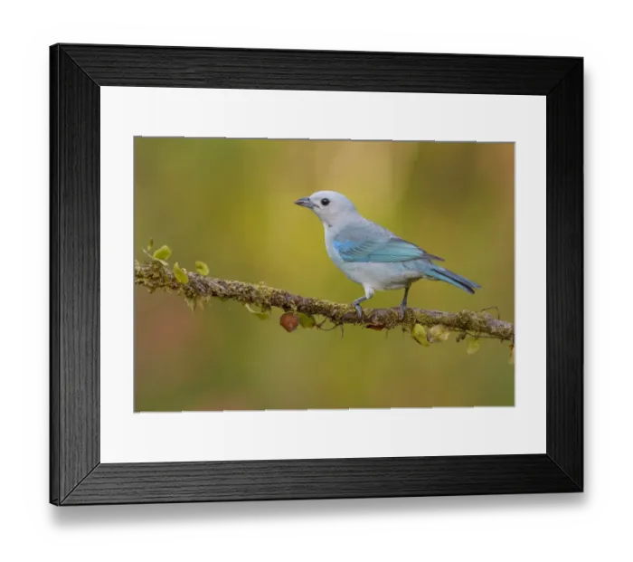 Framed Print : Blue-grey Tanager (Thraupis episcopus) perched on a branch, Alajuela, Costa Rica Framed Print : Blue-grey Tanager (Thraupis episcopus) perched on a branch, Alajuela, Costa Rica
