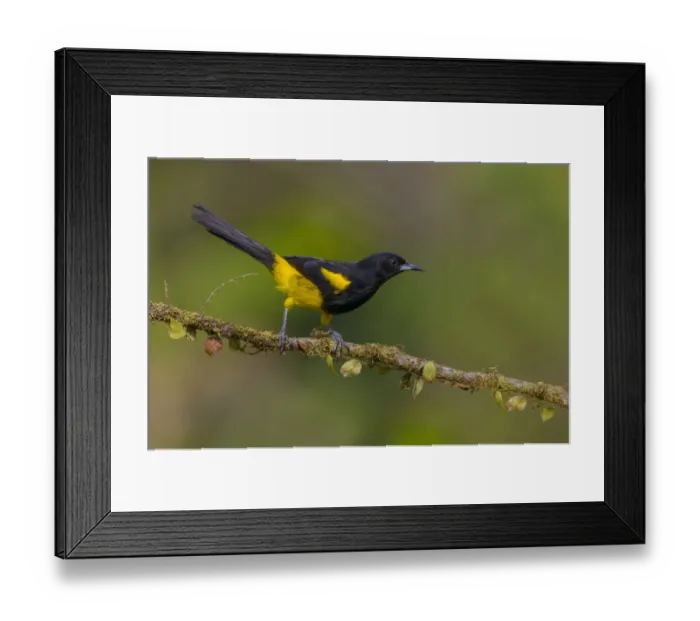 Framed Print : Black-cowled Oriole (Icterus prosthemelas) perched on a branch, Alajuela, Costa Rica Framed Print : Black-cowled Oriole (Icterus prosthemelas) perched on a branch, Alajuela, Costa Rica