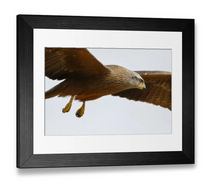 Framed Print : Black Kite (Milvus migrans) flying, Spain Framed Print : Black Kite (Milvus migrans) flying, Spain