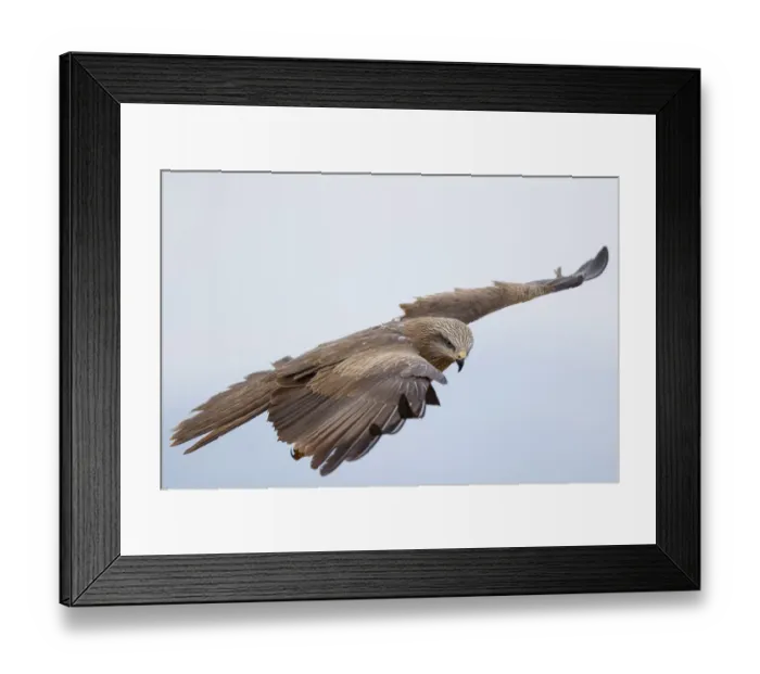 Framed Print : Black Kite (Milvus migrans) flying, Spain Framed Print : Black Kite (Milvus migrans) flying, Spain
