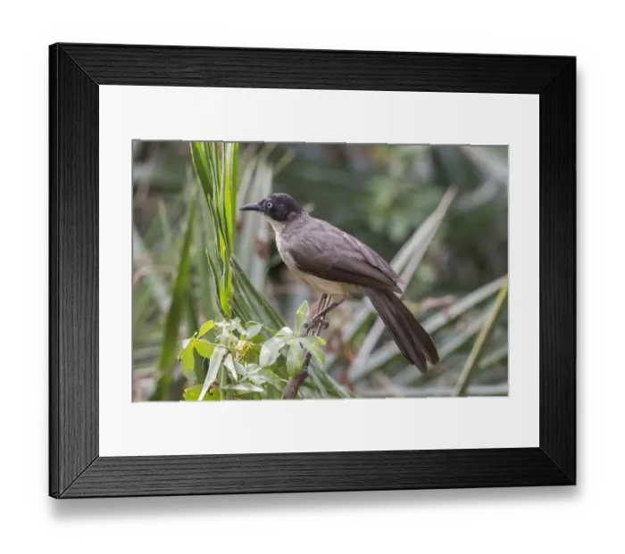 Framed Print : Blackcap Babbler (Turdoides reinwardtii), Gambia Framed Print : Blackcap Babbler (Turdoides reinwardtii), Gambia