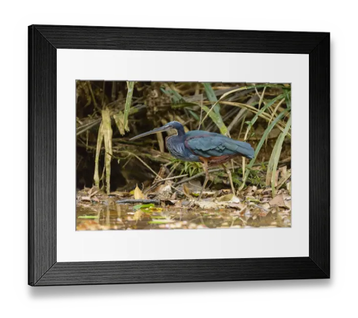 Framed Print : Agami Heron (Agamia agami) foraging, Alajuela, Costa Rica Framed Print : Agami Heron (Agamia agami) foraging, Alajuela, Costa Rica