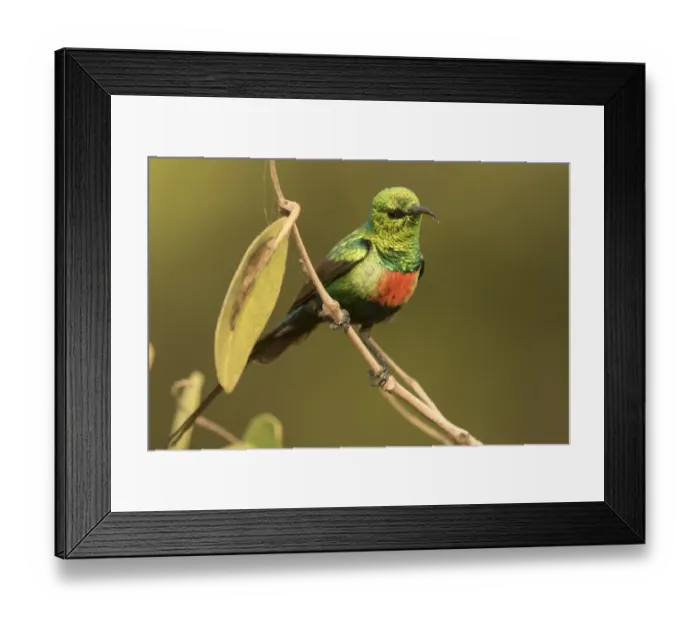 Framed Print : Beautiful Sunbird (Cinnyris pulchellus) male, Gambia Framed Print : Beautiful Sunbird (Cinnyris pulchellus) male, Gambia