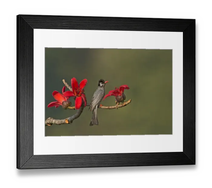 Framed Print : Black Bulbul (Hypsipetes leucocephalus), Darjeeling, India