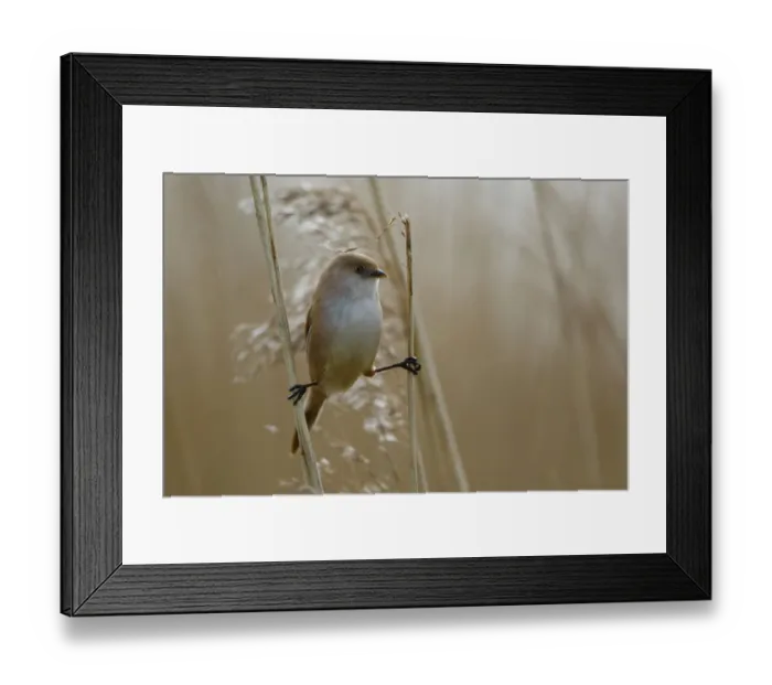 Framed Print : Bearded Reedling (Panurus biarmicus) female, The Netherlands