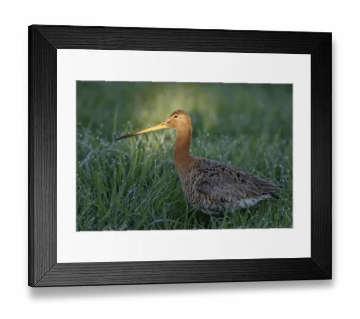 Framed Print : Black-tailed Godwit (Limosa limosa), The Netherlands Framed Print : Black-tailed Godwit (Limosa limosa), The Netherlands