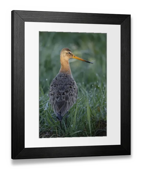Framed Print : Black-tailed Godwit (Limosa limosa), The Netherlands Framed Print : Black-tailed Godwit (Limosa limosa), The Netherlands