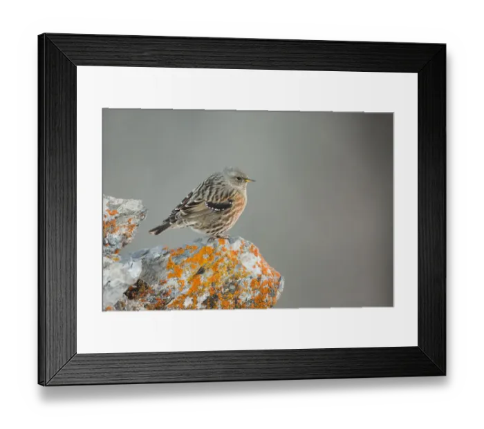 Framed Print : Alpine Accentor (Prunella collaris), Valais, Switzerland Framed Print : Alpine Accentor (Prunella collaris), Valais, Switzerland