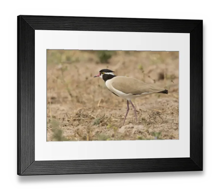 Framed Print : Black-headed Lapwing (Vanellus tectus), Gambia Framed Print : Black-headed Lapwing (Vanellus tectus), Gambia