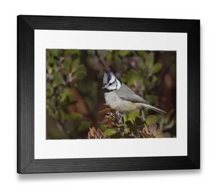 Framed Print : Bridled Titmouse (Baeolophus wollweberi), Arizona, USA Framed Print : Bridled Titmouse (Baeolophus wollweberi), Arizona, USA