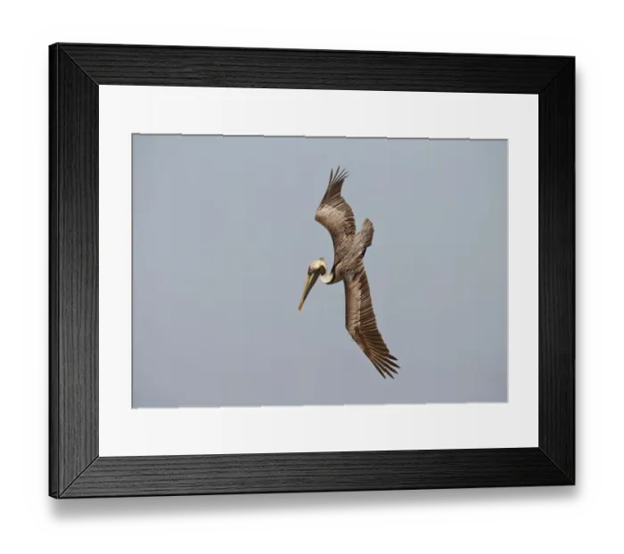 Framed Print : Brown Pelican (Pelecanus occidentalis) flying, Florida, USA Framed Print : Brown Pelican (Pelecanus occidentalis) flying, Florida, USA