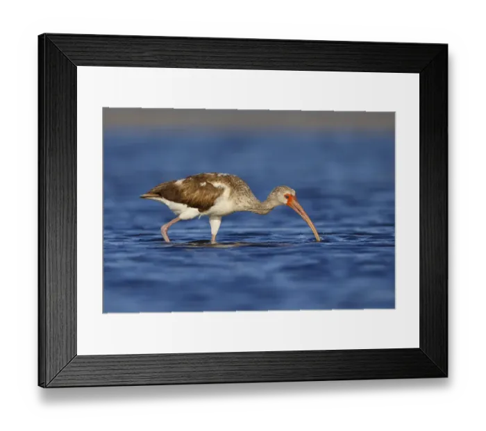 Framed Print : American White Ibis (Eudocimus albus) young foraging, Florida, USA Framed Print : American White Ibis (Eudocimus albus) young foraging, Florida, USA