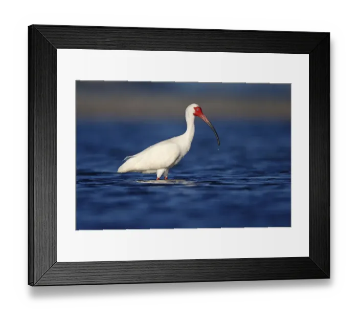 Framed Print : American White Ibis (Eudocimus albus) foraging, Florida, USA Framed Print : American White Ibis (Eudocimus albus) foraging, Florida, USA
