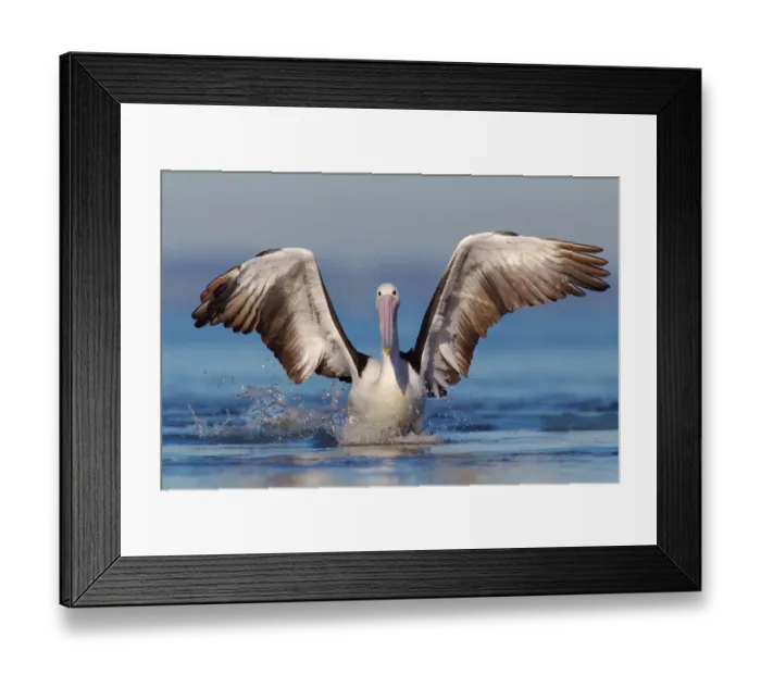 Framed Print : Australian Pelican (Pelecanus conspicillatus), Victoria, Australia Framed Print : Australian Pelican (Pelecanus conspicillatus), Victoria, Australia