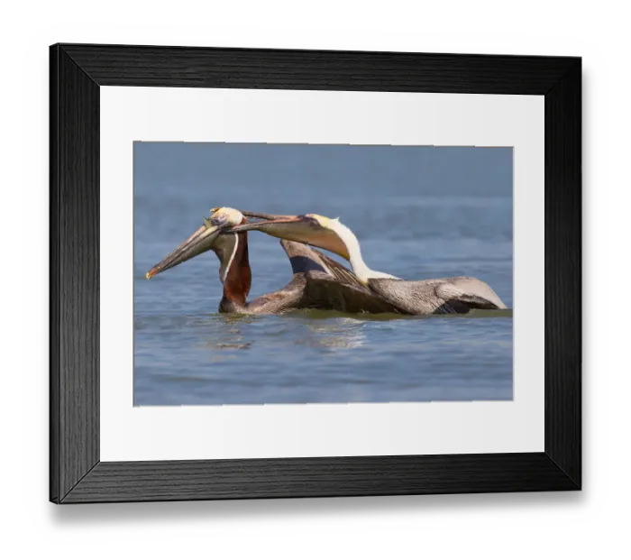 Framed Print : Brown Pelican (Pelecanus occidentalis) flying, Florida, USA