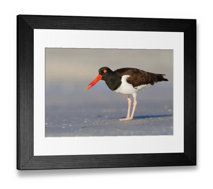 Framed Print : American Oystercatcher (Haematopus palliatus), Florida, USA Framed Print : American Oystercatcher (Haematopus palliatus), Florida, USA