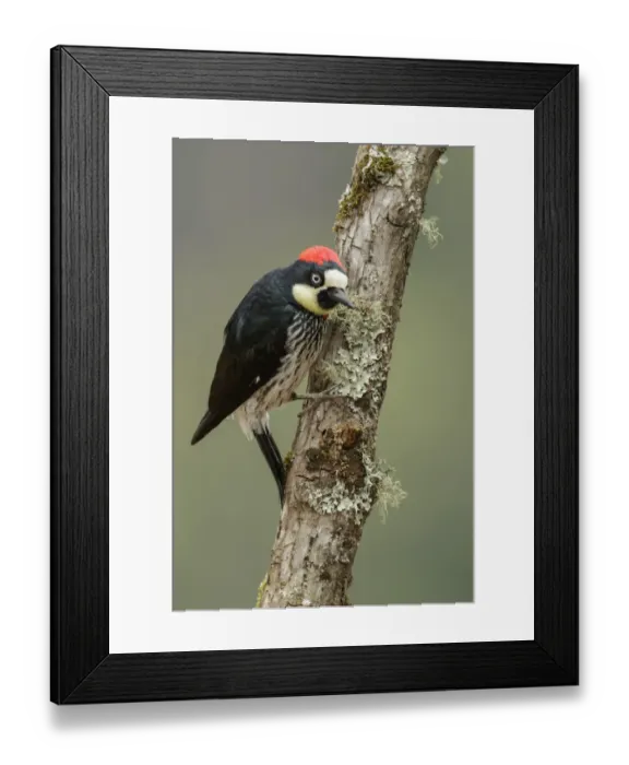 Framed Print : Acorn Woodpecker (Melanerpes formicivorus), Costa Rica Framed Print : Acorn Woodpecker (Melanerpes formicivorus), Costa Rica