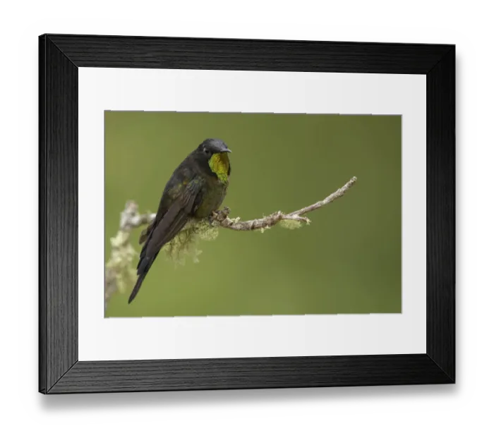 Framed Print : Black-backed Thornbill (Ramphomicron dorsale) male perched on a branch, Colombia Framed Print : Black-backed Thornbill (Ramphomicron dorsale) male perched on a branch, Colombia