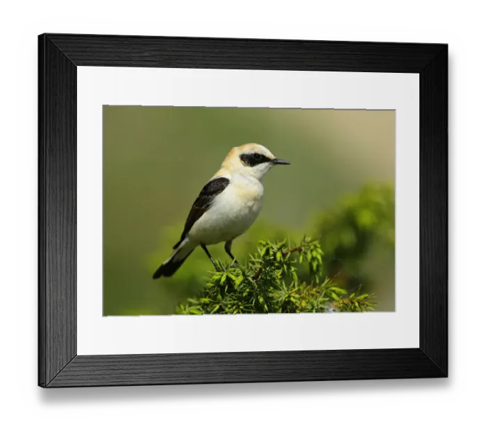Framed Print : Black-eared Wheatear (Oenanthe hispanica) male perched on a branch, French Riviera Framed Print : Black-eared Wheatear (Oenanthe hispanica) male perched on a branch, French Riviera