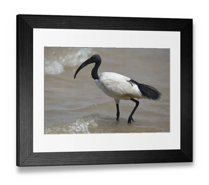 Framed Print : African Sacred Ibis (Threskiornis aethiopicus) foraging, Semuliki National Park, Uganda Framed Print : African Sacred Ibis (Threskiornis aethiopicus) foraging, Semuliki National Park, Uganda