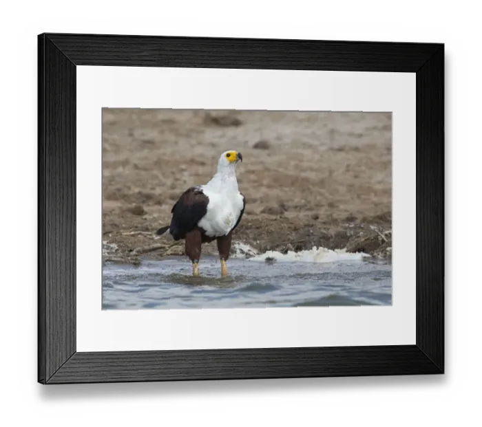 Framed Print : African Fish Eagle (Haliaeetus vocifer), Queen Elizabeth National Park, Uganda Framed Print : African Fish Eagle (Haliaeetus vocifer), Queen Elizabeth National Park, Uganda