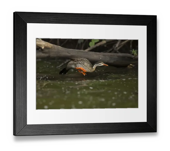 Framed Print : African Finfoot (Podica senegalensis) female jumping, Lake Mburo National Park, Uganda