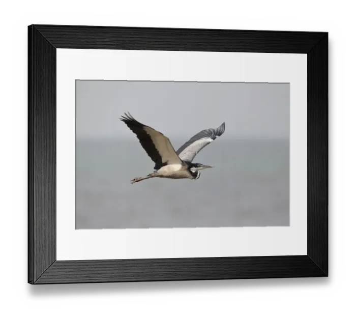 Framed Print : Black-headed Heron (Ardea melanocephala) flying, Semuliki, National Park, Uganda Framed Print : Black-headed Heron (Ardea melanocephala) flying, Semuliki, National Park, Uganda