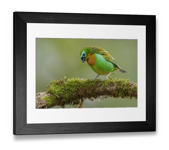 Framed Print : Brassy-breasted Tanager (Tangara desmaresti) perched on a branch, Atlantic rainforest Framed Print : Brassy-breasted Tanager (Tangara desmaresti) perched on a branch, Atlantic rainforest
