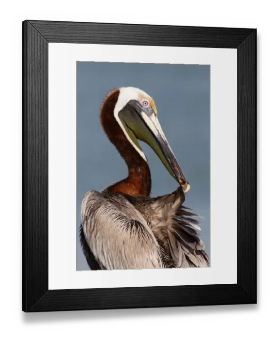 Framed Print : Brown Pelican (Pelecanus occidentalis) preening, Florida, USA Framed Print : Brown Pelican (Pelecanus occidentalis) preening, Florida, USA